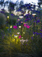 Load image into Gallery viewer, SWAY BLACK 12V